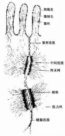 上皮细胞基底面质膜内褶