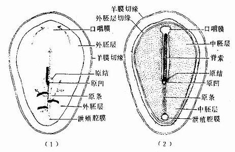 第18天胚盘 