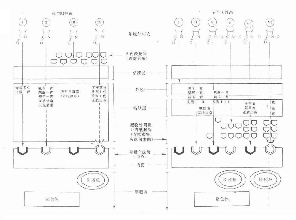 革兰阳性与阴性菌的结构及β内酰胺类药的穿透情况及其对β-内酰胺酶与胞壁合成酶（PBPs）的关系示意图