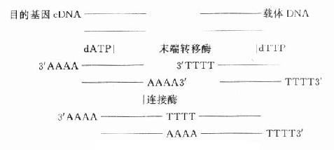 基因重组方案之一