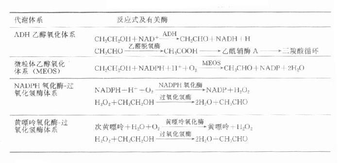 肝脏中的乙醇代谢体系