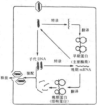 DNA病毒复制的主要步骤