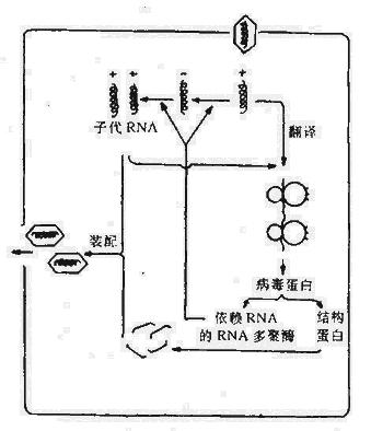 正链RNA病毒复制的主要步骤
