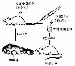 小鼠脾集落实验 