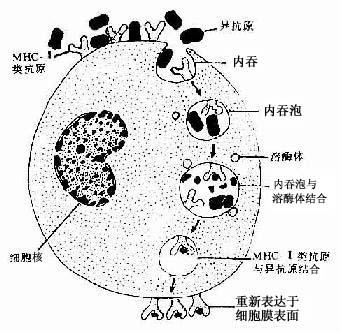 抗原呈递细胞处理抗原过程示意图 